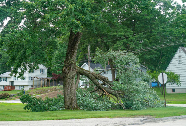 How Our Tree Care Process Works  in  Mingo Junction, OH